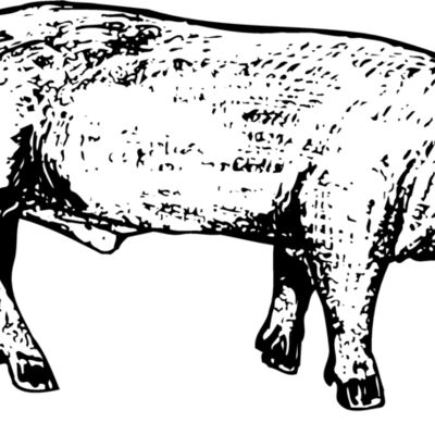 HOG0004 Thumbnail